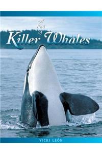 Pod of Killer Whales