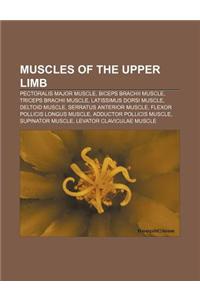 Muscles of the Upper Limb