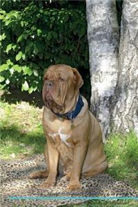 French Mastiff (Dogue de Bordeaux) Affirmations Workbook French Mastiff (Dogue de Bordeaux) Presents