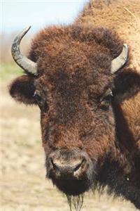European Bison Journal