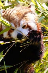 Mind Blowing Cute Red Panda Eating Bamboo With Paws 150 Page lined journal