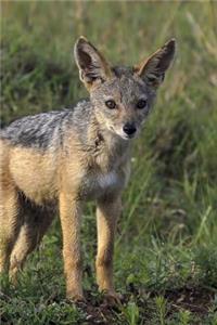 Young Jackal Pup Serengeti Park East Africa Journal