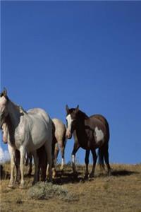 Journal Standing Horses Western Pasture Equine
