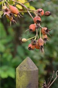 Rose Hips Hanging Over a Fence in a Garden Journal