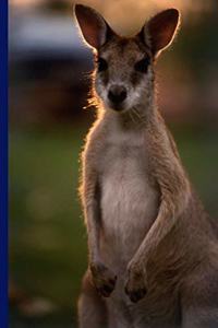 Känguru in Australien Notizbuch