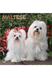 MALTESE 2020 SQUARE WALL CALENDAR