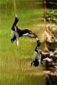 A Pair of Tufted Ducks in Flight Journal
