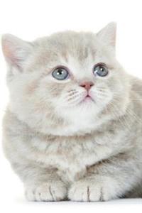 British Shorthair Kitten Winter Notebook, Diary, Journal. Productivity Work Planner & Idea Notepad