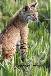 Bobcat Kitten