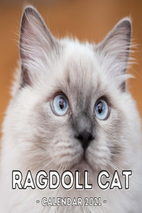 Ragdoll Cat