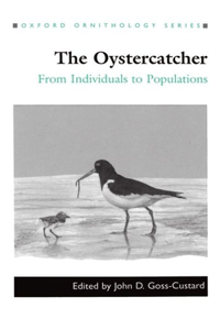 Oystercatcher