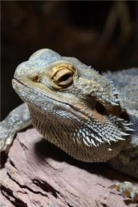 Portrait of a Bearded Dragon Lizard Journal