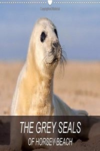 Grey Seals of Horsey Beach 2018