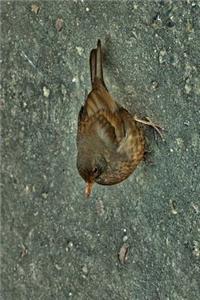 Vermont State Bird - Hermit Thrush Journal