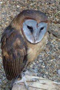 Ashy-faced Owl Journal