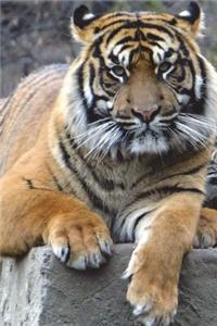 Say Hello to the Sumatran Tiger Journal