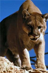 Awesome Mountain Lion is NOT Amused Journal
