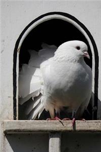 White Dove in a Dovecote Aviary Bird Journal