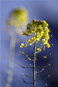 A Yellow Rapeseed Flower and Reflection Journal