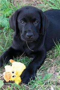 Black Lab Puppy Journal