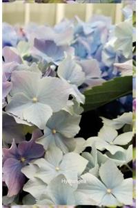 Hydrangea