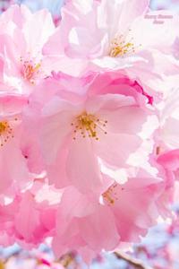 Cherry Blossom Notes