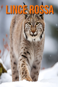 Lince rossa