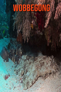 Wobbegong