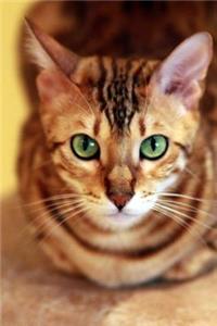 The Bengal Cat Journal 