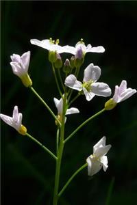Cuckoo Flower Journal