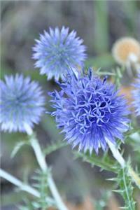 Blue Thistle Plant Journal