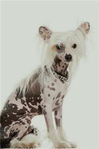 Chinese Crested