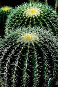 Two Cactus Plants Up Close Cacti Succulents Journal