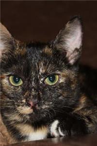Beautiful Green-Eyed Tortoiseshell Kitty Cat Journal