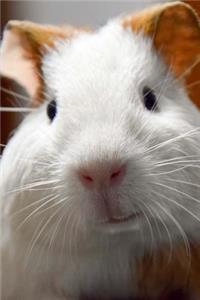 Prettiest Little Guinea Pig Up Close Up Pet Journal