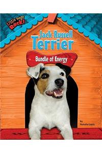 Jack Russell Terrier