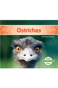 Ostriches