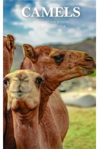Camels 5 x 8 Weekly 2020 Planner