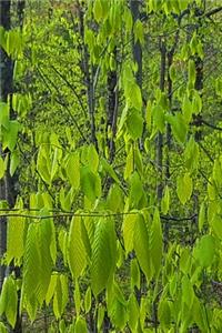 2020 Weekly Planner Forest Growth Spring 134 Pages