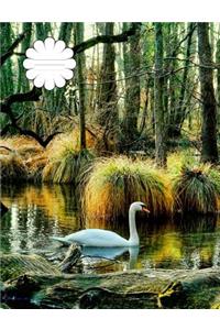 Peaceful Swan