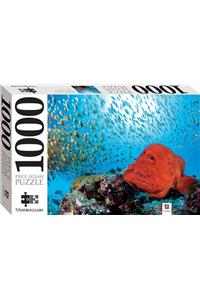Small Fish And Grouper