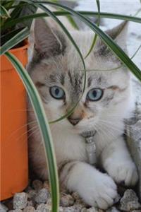 Cute Kitten Relaxing Outside Journal