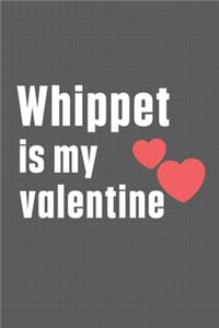 Whippet is my valentine