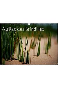 Au Ras Des Brindilles 2018