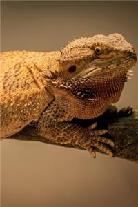 Bearded Dragon Notebook & Journal. Productivity Work Planner & Idea Notepad: Brainstorm Thoughts, Self Discovery, to Do List