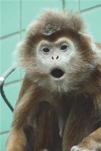 The Amazed Monkey Journal