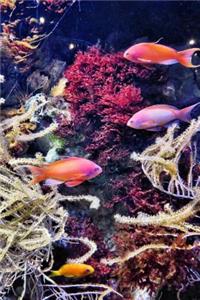 Colorful Fish Swimming in an Aquarium Journal