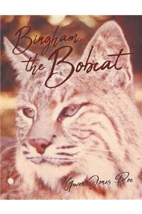 Bingham the Bobcat