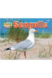 Seagulls