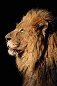 Lion Lovers 2020 Weekly Monthly Planner